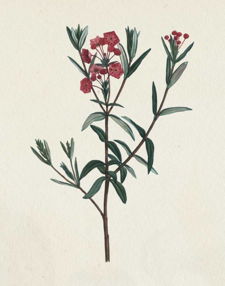 Victorian Garden Flowers II art print by Wild Apple Portfolio for $57.95 CAD