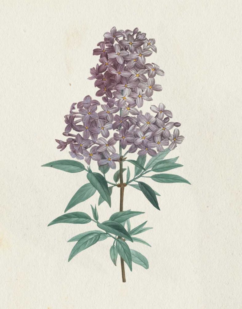 Victorian Garden Flowers III art print by Wild Apple Portfolio for $57.95 CAD