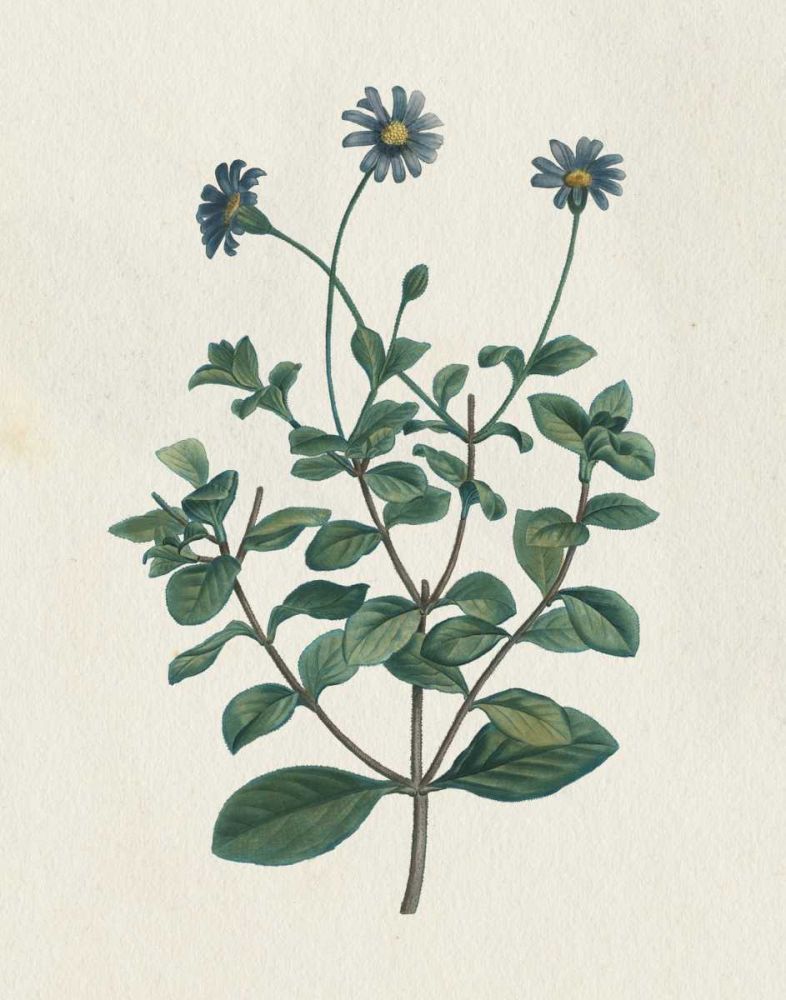 Victorian Garden Flowers IV art print by Wild Apple Portfolio for $57.95 CAD