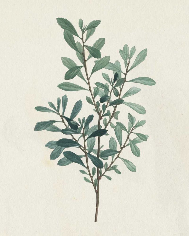 Victorian Garden Greenery I art print by Wild Apple Portfolio for $57.95 CAD