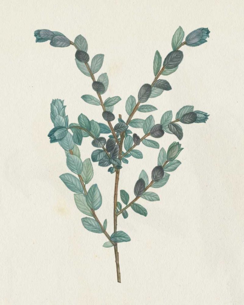 Victorian Garden Greenery II art print by Wild Apple Portfolio for $57.95 CAD