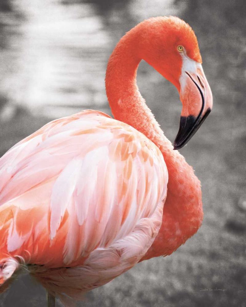 Flamingo I on BW art print by Debra Van Swearingen for $57.95 CAD