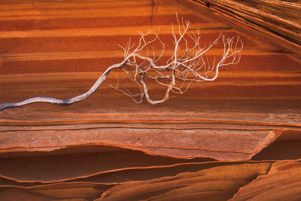 Coyote Buttes III art print by Alan Majchrowicz for $57.95 CAD
