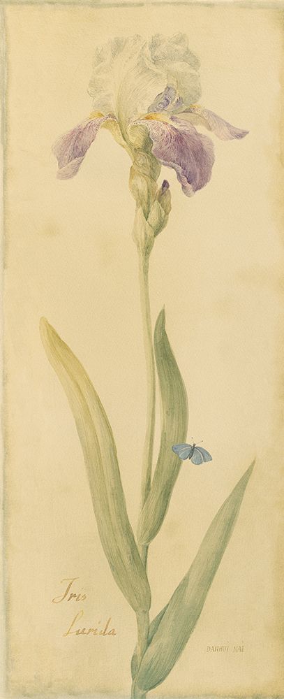 Botanical Iris art print by Danhui Nai for $57.95 CAD
