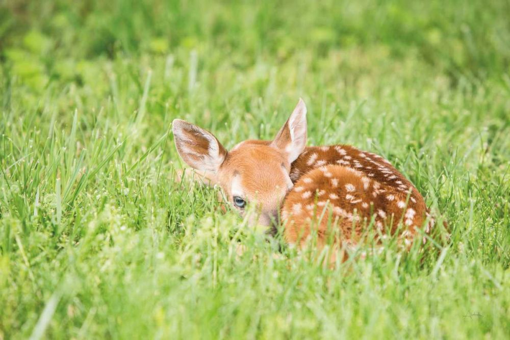 A Fawn art print by Aledanda for $57.95 CAD