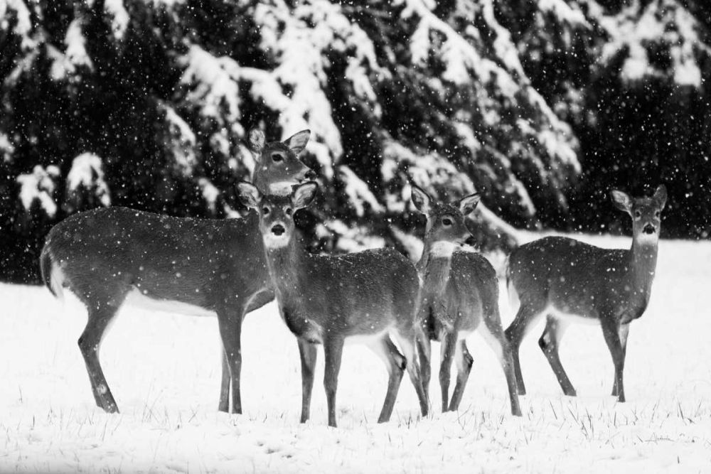 The Herd art print by Aledanda for $57.95 CAD