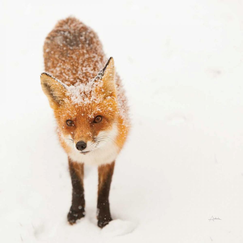 Red Fox I art print by Aledanda for $57.95 CAD