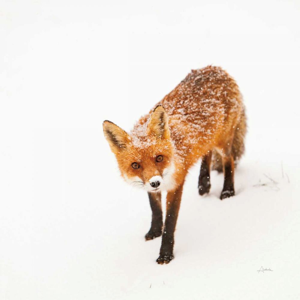 Red Fox II art print by Aledanda for $57.95 CAD