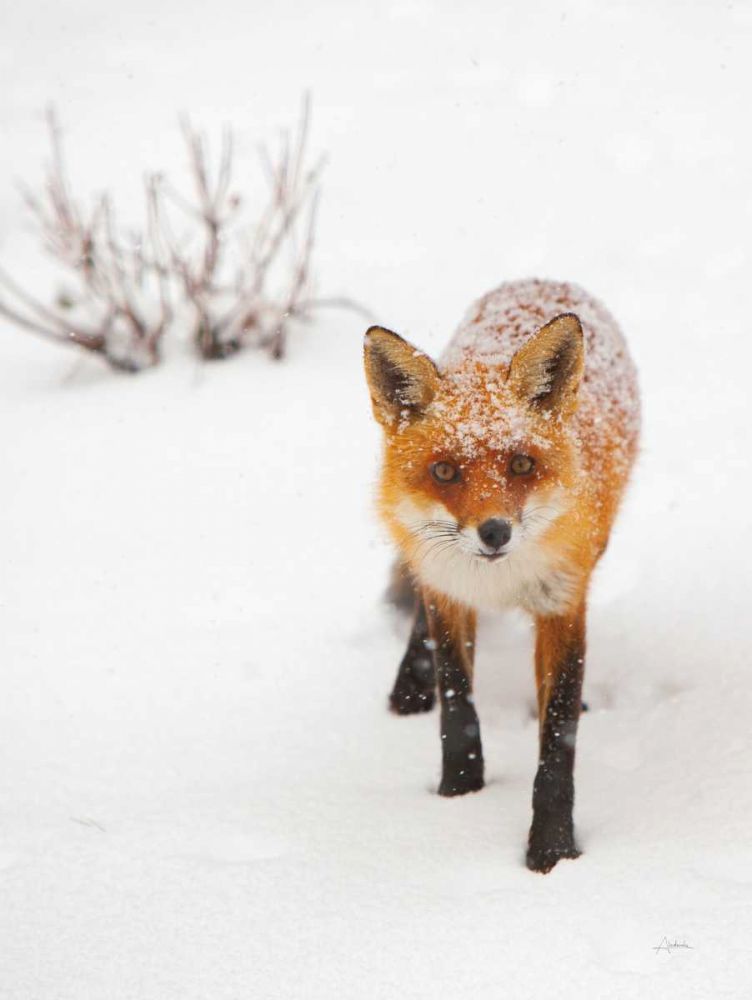 Red Fox III art print by Aledanda for $57.95 CAD
