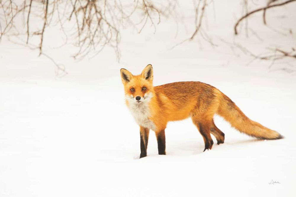 Red Fox IV art print by Aledanda for $57.95 CAD