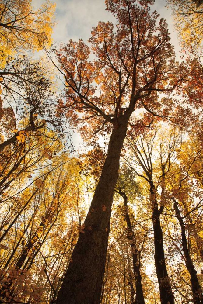 Towering Trees I art print by Aledanda for $57.95 CAD
