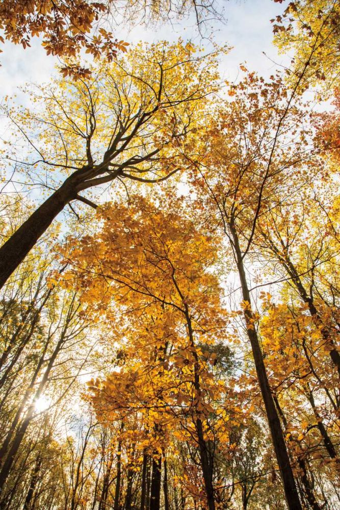 Towering Trees II art print by Aledanda for $57.95 CAD