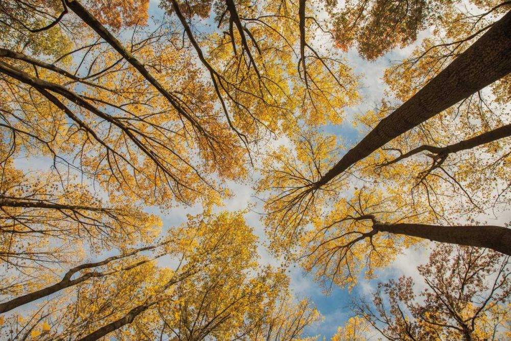Towering Trees III art print by Aledanda for $57.95 CAD