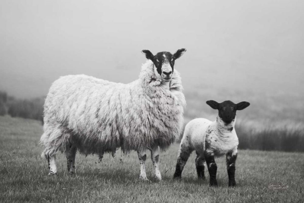 Islay Sheep I art print by Laura Marshall for $57.95 CAD