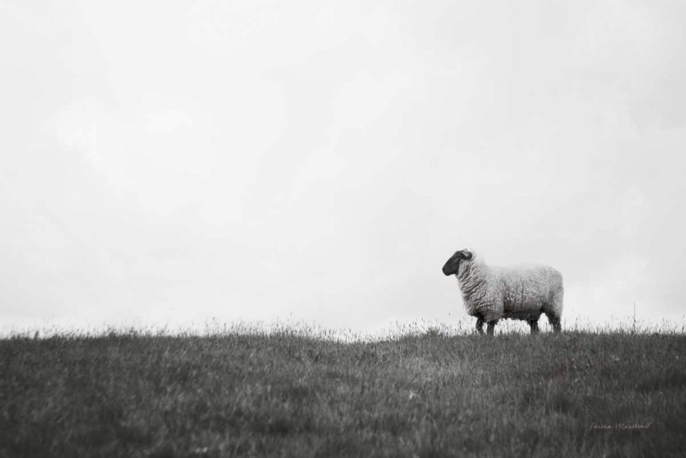 Islay Sheep II art print by Laura Marshall for $57.95 CAD