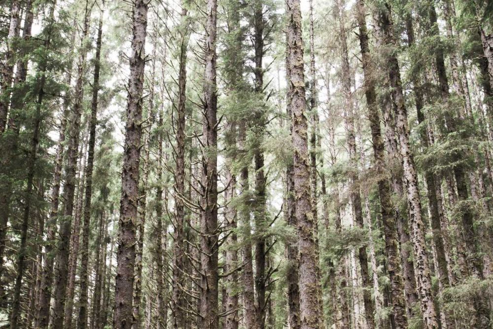 Mossy Pines art print by Laura Marshall for $57.95 CAD