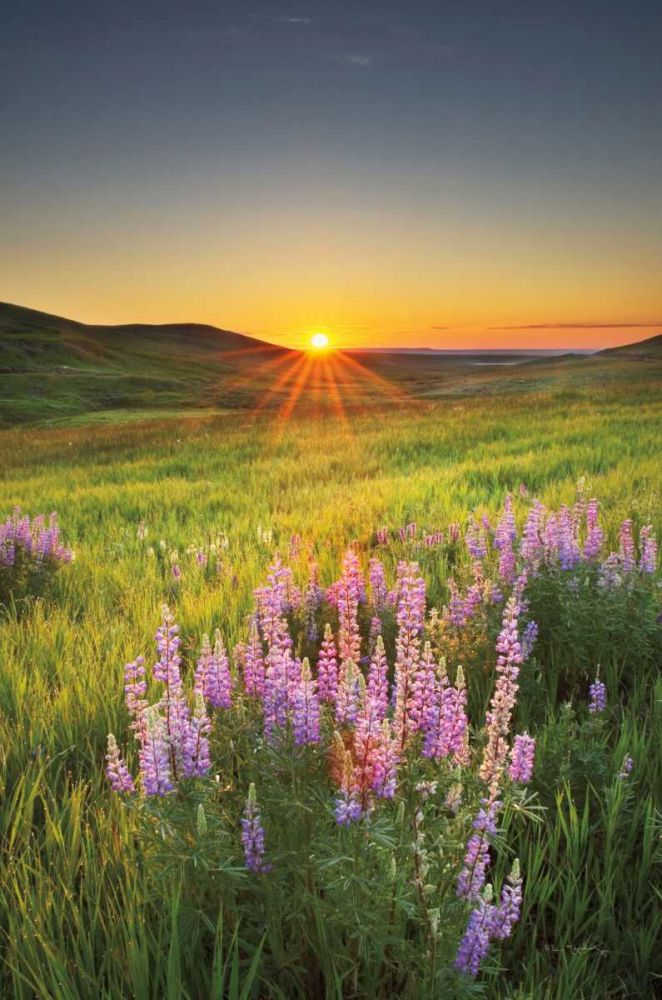Prairie Sunrise art print by Alan Majchrowicz for $57.95 CAD