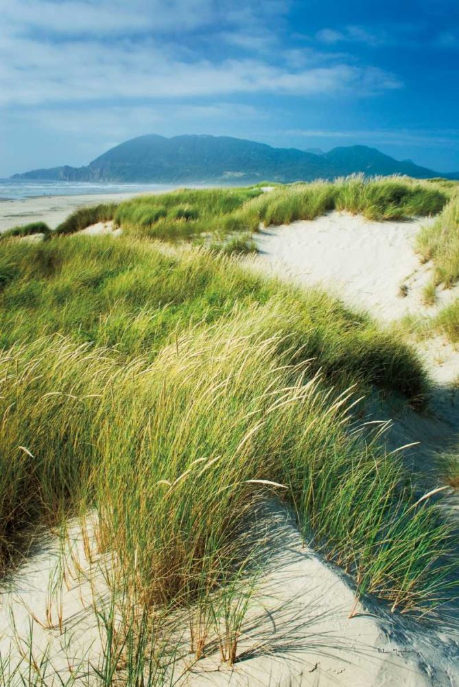 Oregon Dunes Grass art print by Alan Majchrowicz for $57.95 CAD