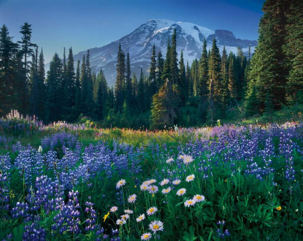 Mount Rainier art print by Alan Majchrowicz for $57.95 CAD