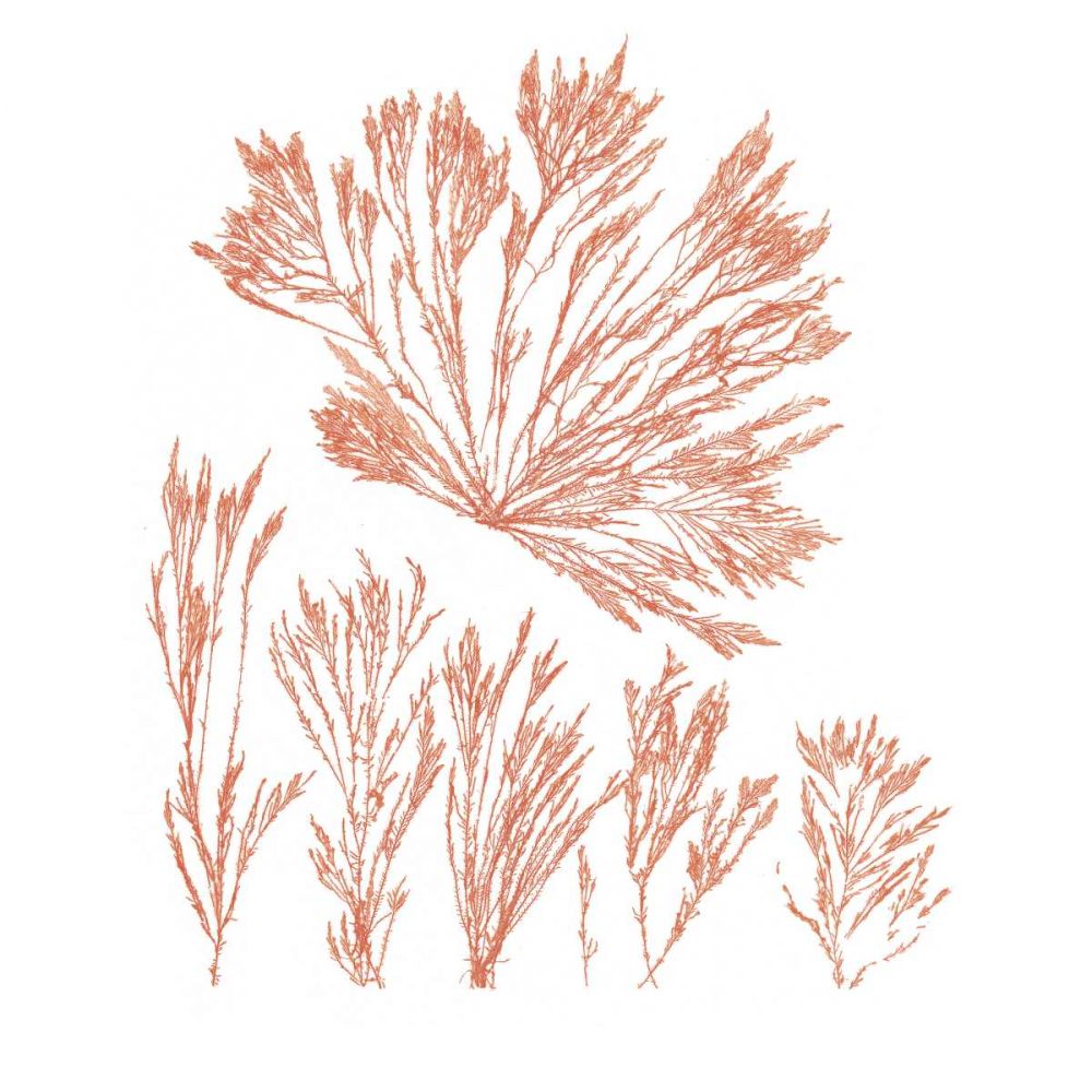 Pacific Sea Mosses XXI Red Sq art print by Wild Apple Portfolio for $57.95 CAD