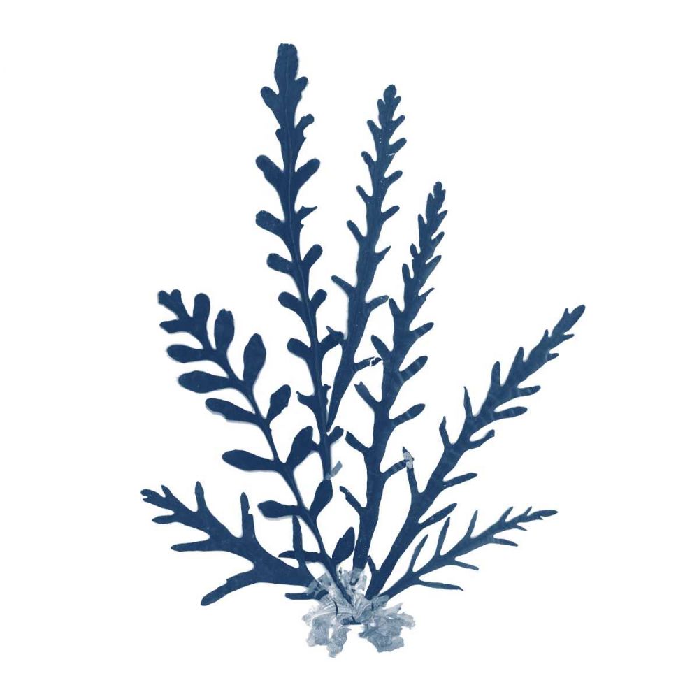 Pacific Sea Mosses Blue on White III art print by Wild Apple Portfolio for $57.95 CAD