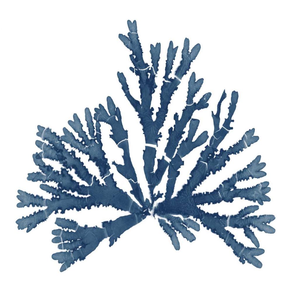 Pacific Sea Mosses Blue on White IV art print by Wild Apple Portfolio for $57.95 CAD