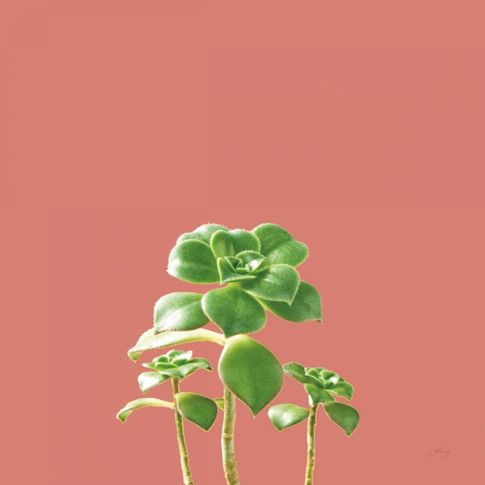Succulent Simplicity IX Coral art print by Felicity Bradley for $57.95 CAD