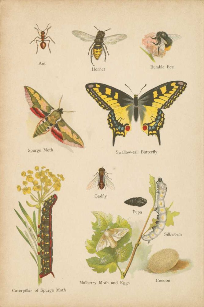 Natural History Book VI art print by Wild Apple Portfolio for $57.95 CAD