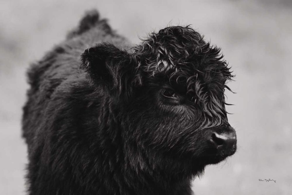 Scottish Highland Cattle XI BW art print by Alan Majchrowicz for $57.95 CAD