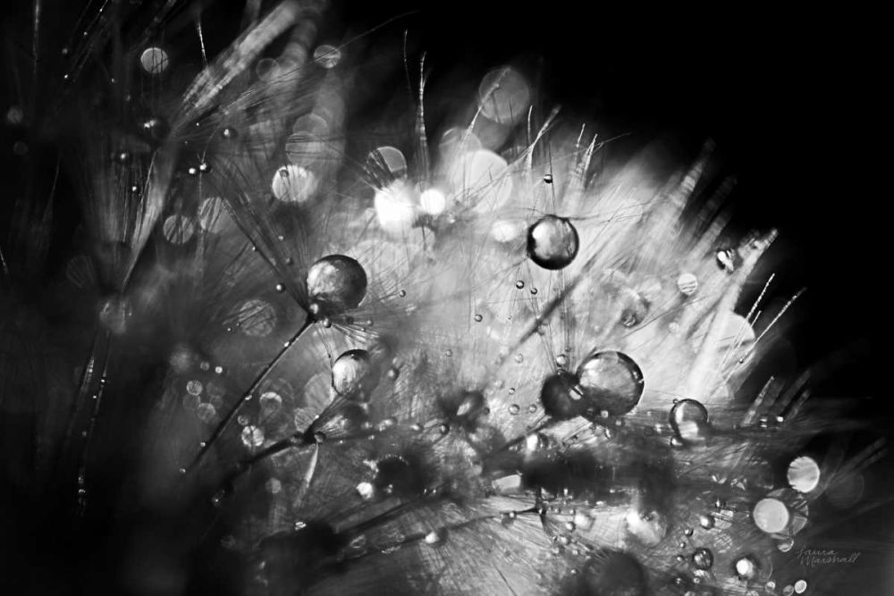 Dandelion Abstract I art print by Laura Marshall for $57.95 CAD