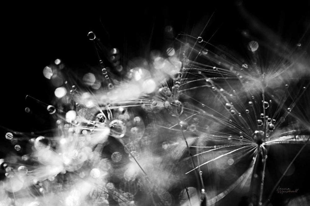 Dandelion Abstract II art print by Laura Marshall for $57.95 CAD