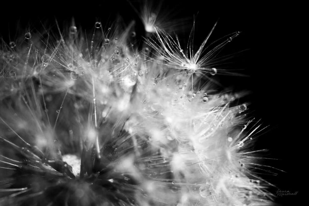 Dandelion Dewdrops I art print by Laura Marshall for $57.95 CAD
