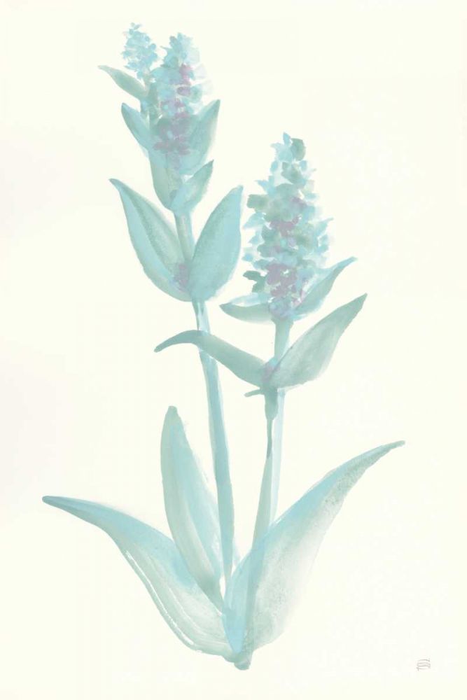 Lambs Ear Sage I art print by Chris Paschke for $57.95 CAD