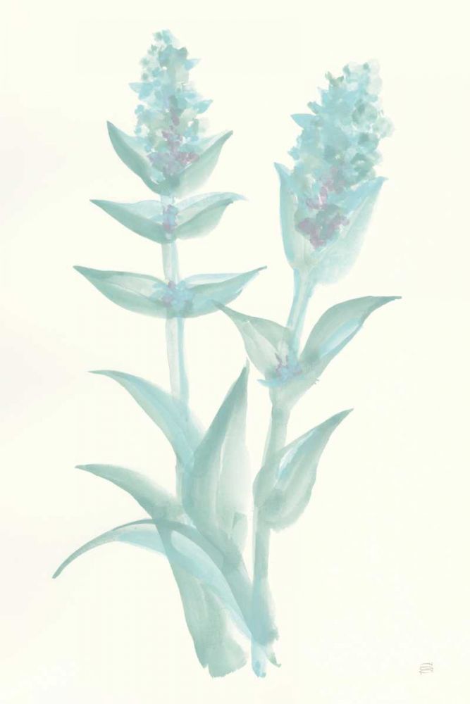 Lambs Ear Sage II art print by Chris Paschke for $57.95 CAD