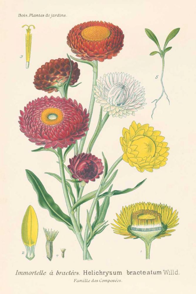 Antique Botanical XL Light art print by Wild Apple Portfolio for $57.95 CAD