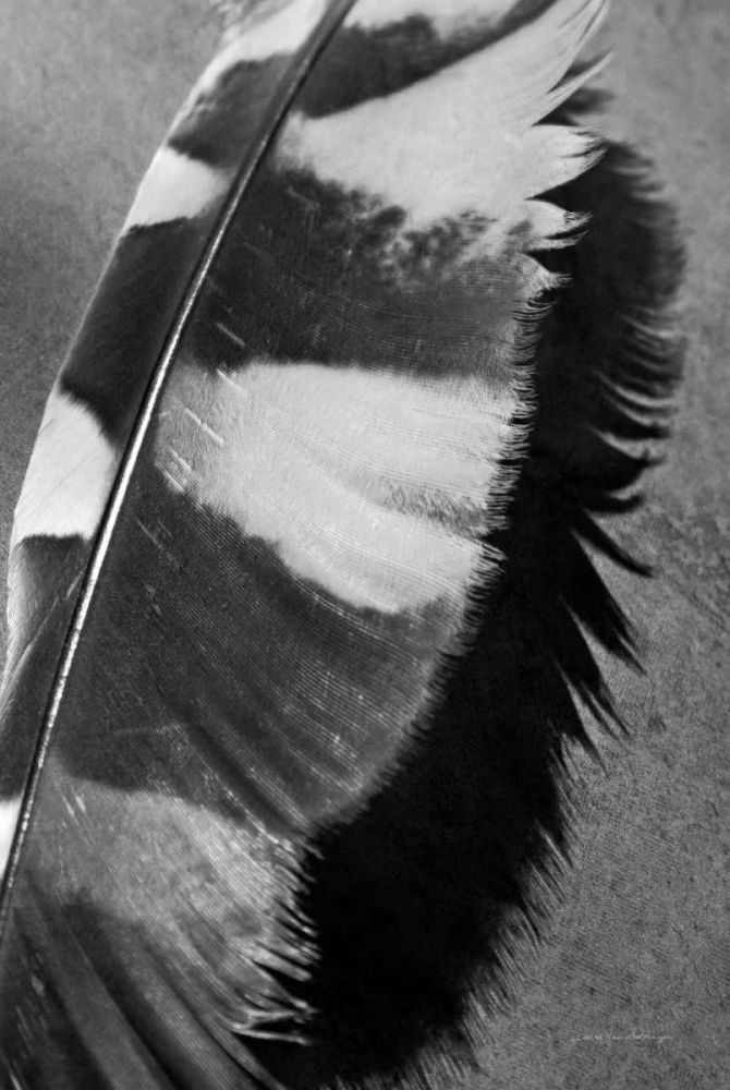 Feather Shadow I art print by Debra Van Swearingen for $57.95 CAD