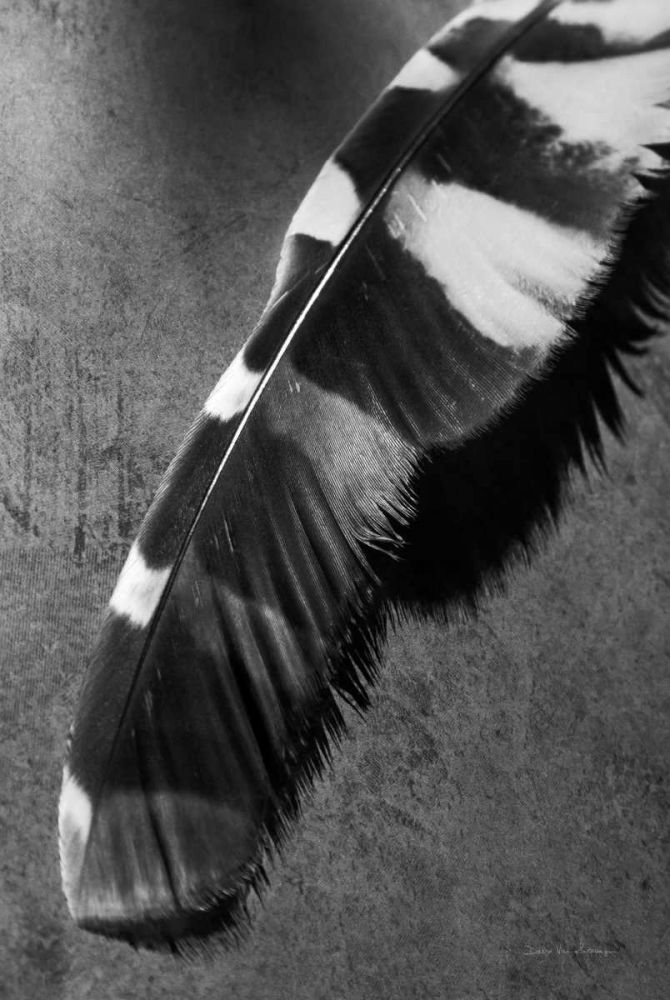 Feather Shadow II art print by Debra Van Swearingen for $57.95 CAD