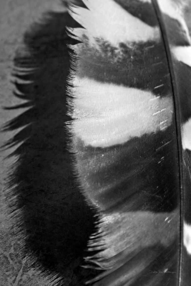 Feather Shadow III art print by Debra Van Swearingen for $57.95 CAD