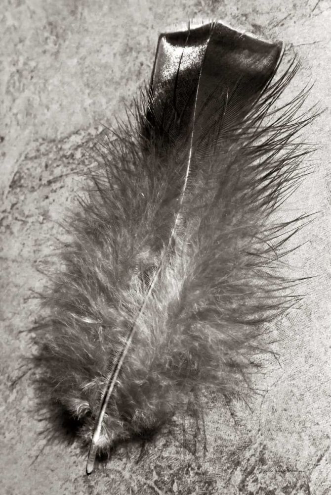 Feather Shadow IV art print by Debra Van Swearingen for $57.95 CAD