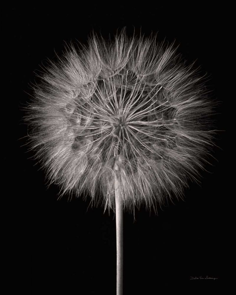 Dandelion Fluff on Black art print by Debra Van Swearingen for $57.95 CAD