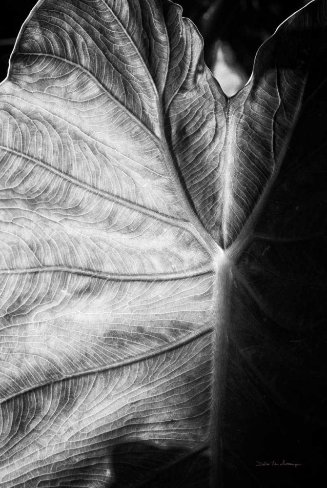 Elephant Ear I art print by Debra Van Swearingen for $57.95 CAD