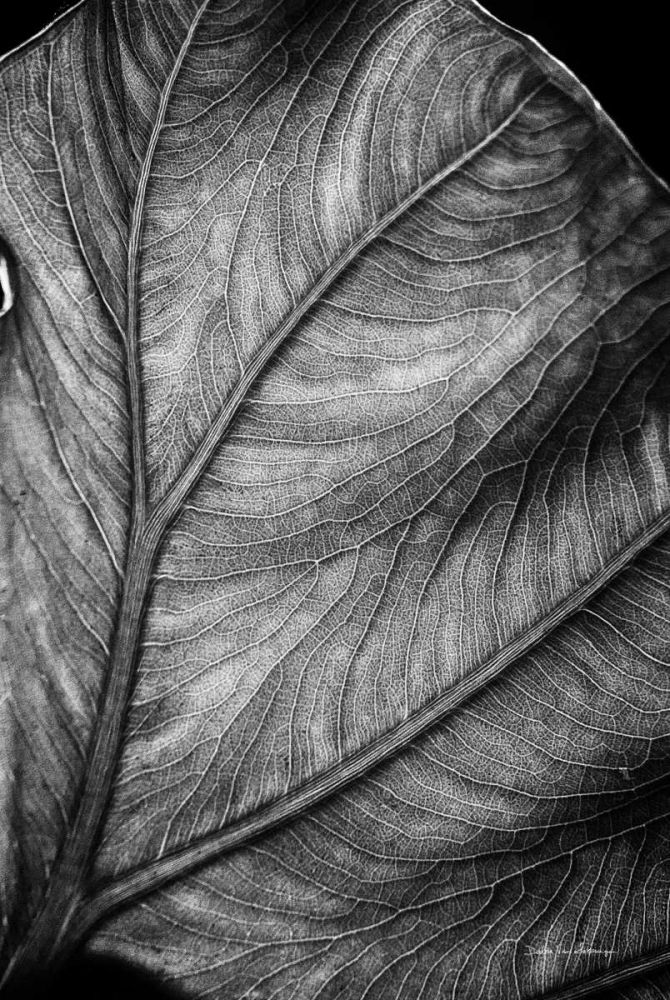 Elephant Ear II art print by Debra Van Swearingen for $57.95 CAD