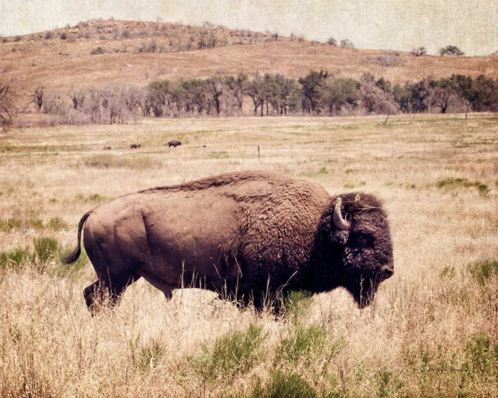 Buffalo I art print by Debra Van Swearingen for $57.95 CAD