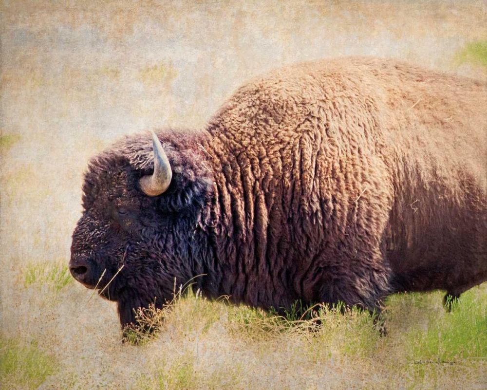 Buffalo II art print by Debra Van Swearingen for $57.95 CAD