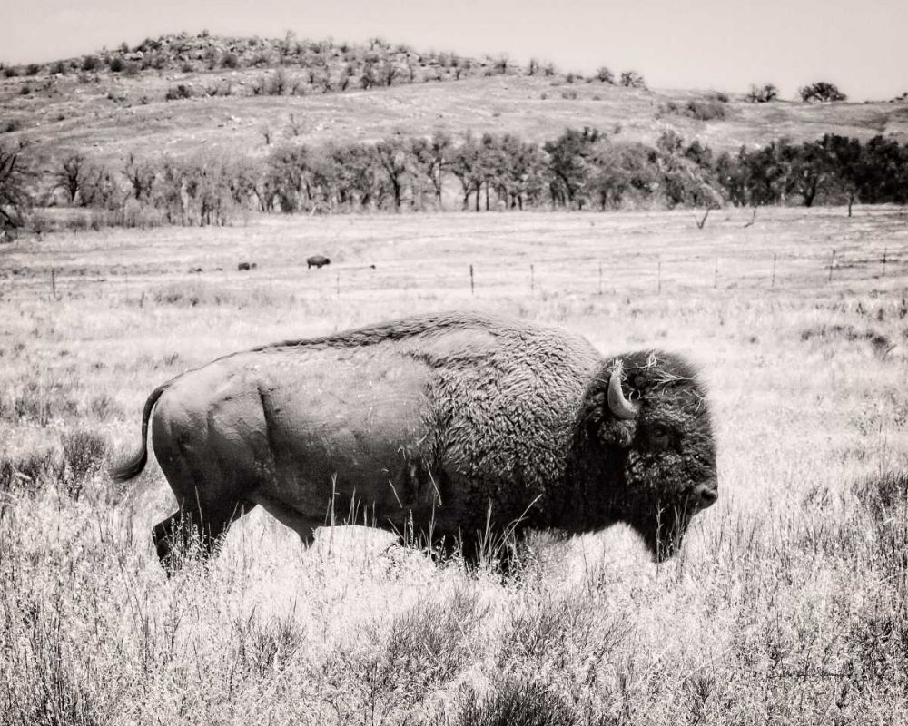 Buffalo I BW art print by Debra Van Swearingen for $57.95 CAD