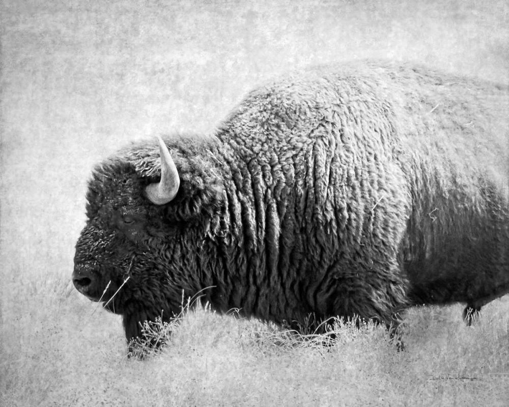Buffalo II BW art print by Debra Van Swearingen for $57.95 CAD