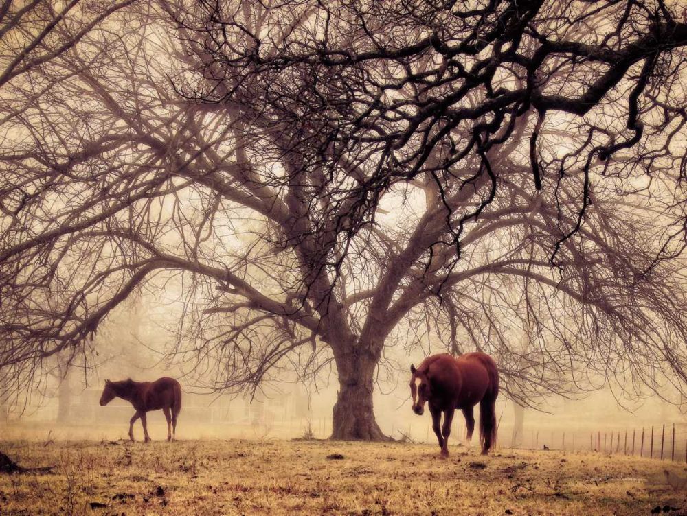 Morning Calm II art print by Debra Van Swearingen for $57.95 CAD