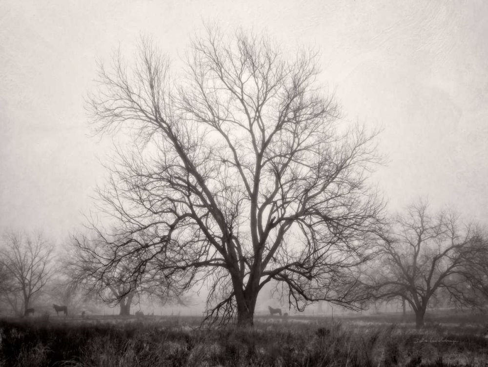 Morning Calm I BW art print by Debra Van Swearingen for $57.95 CAD