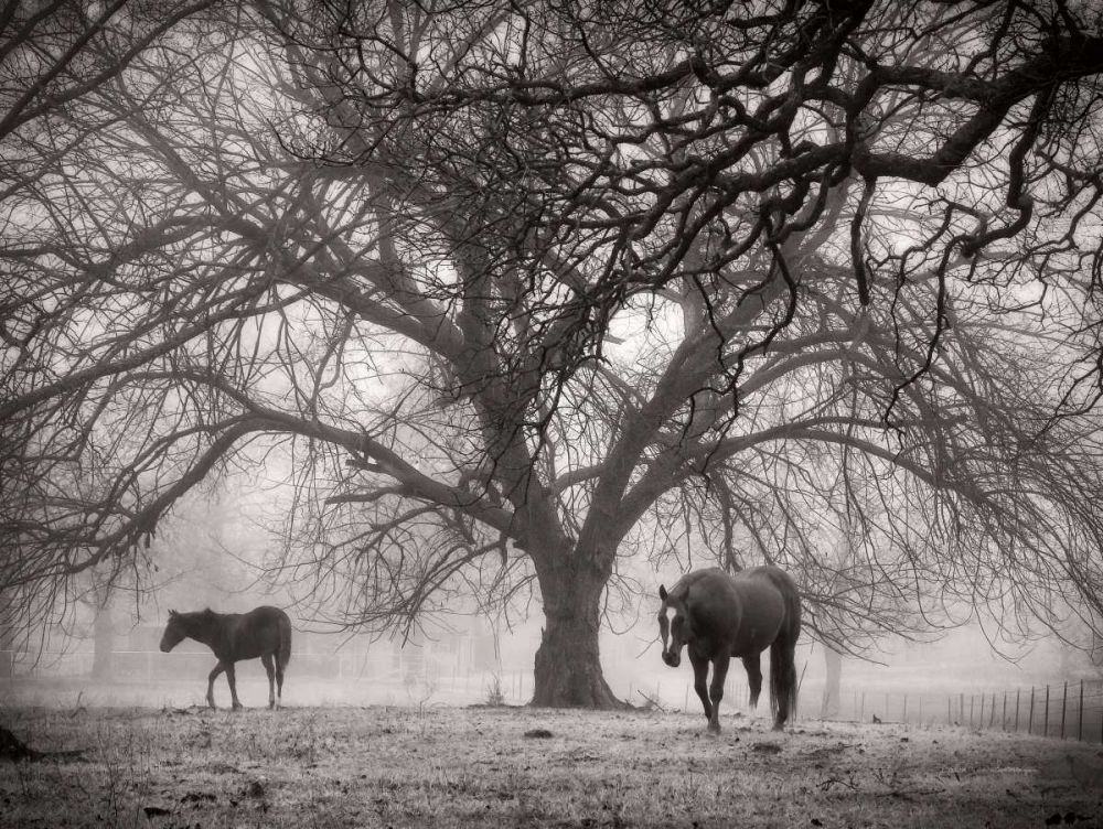 Morning Calm II BW art print by Debra Van Swearingen for $57.95 CAD