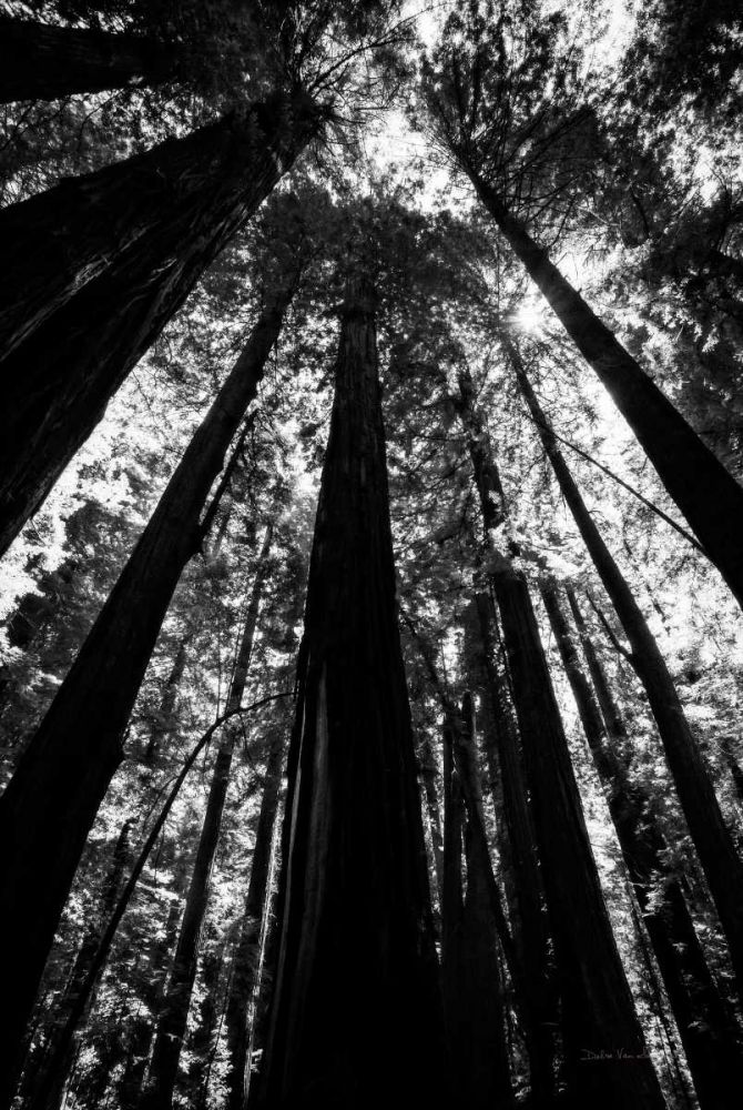 The Stand BW art print by Debra Van Swearingen for $57.95 CAD